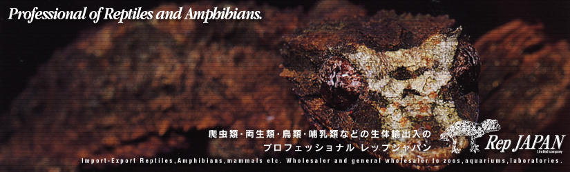 レップジャパンタイトル