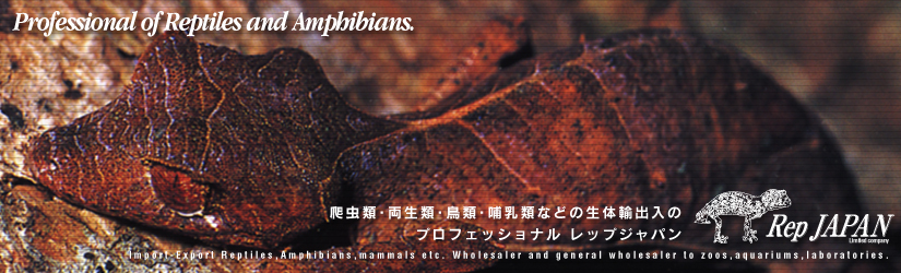 レップジャパンタイトル