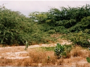 レップジャパン バイヤーズリポートアルバ1