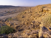 レップジャパン バイヤーズリポートパキスタン1