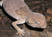 爬虫類ならレップジャパンにお任せください1