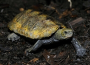 爬虫類ならレップジャパンにお任せください1