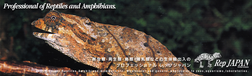 レップジャパンタイトル