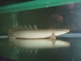 ポリプテルス セネガルス