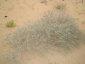 DSC01331.jpg