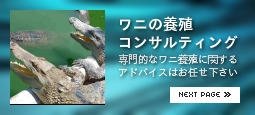 レップジャパンのワニ養殖コンサルティング