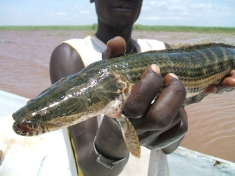 full coluor bichirDSCF0241.JPG