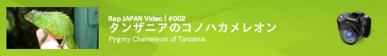 レップジャパンのビデオレポート