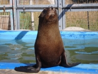 Sea lions