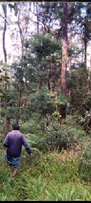 スタッフが訪れたスリランカの林
