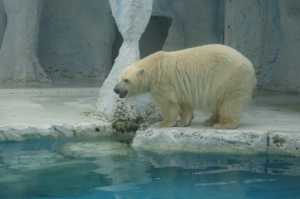 日本平動物園に納入したメスのホッキョクグマ