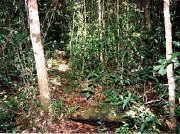 レップジャパン バイヤーズリポートマダガスカル編1