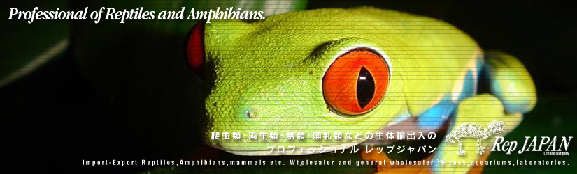 レップジャパンタイトル