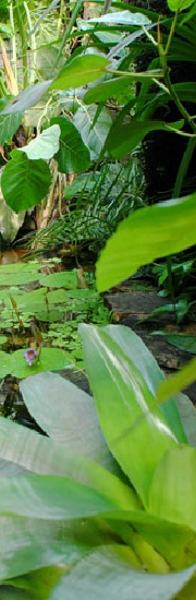 ビバリウム・アクアリムの施工もレップジャパン