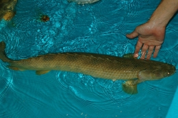 特大・極太アンソルギー