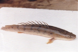 ポリプテルス・ビキール・カタンガエ