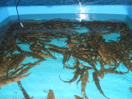 ポリプテルス エンドリケリィ