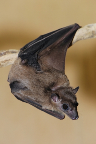 The majority of the work we do at Rep JAPAN is the supply of Zoo